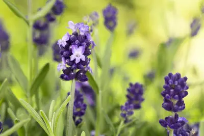 Lavandula angustifolia (Spijklavendel) - afbeelding 80