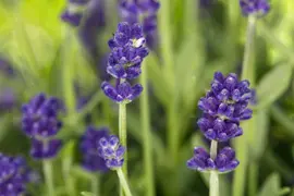 Lavandula angustifolia (Spijklavendel) - afbeelding 81