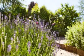Lavandula angustifolia (Spijklavendel) - afbeelding 5