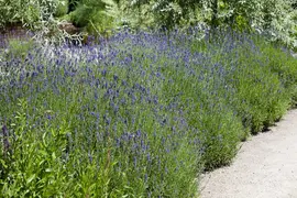 Lavandula angustifolia (Spijklavendel) - afbeelding 7