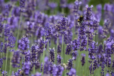Lavandula angustifolia (Spijklavendel) - afbeelding 14