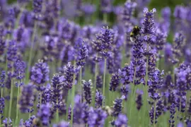 Lavandula angustifolia (Spijklavendel) - afbeelding 14