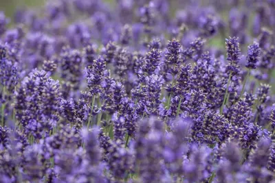 Lavandula angustifolia (Spijklavendel) - afbeelding 15