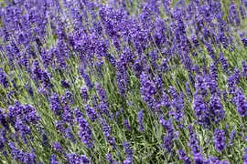 Lavandula angustifolia (Spijklavendel) - afbeelding 17