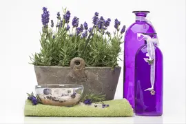 Lavandula angustifolia (Spijklavendel) - afbeelding 22