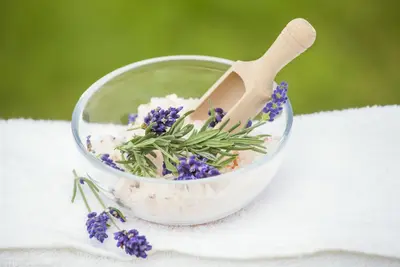 Lavandula angustifolia (Spijklavendel) - afbeelding 26