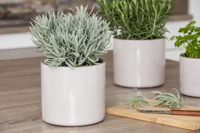 Lavandula angustifolia (Spijklavendel) - afbeelding 33