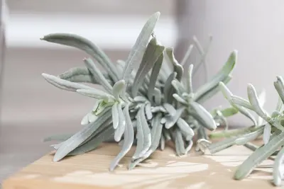 Lavandula angustifolia (Spijklavendel) - afbeelding 34