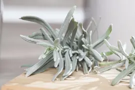 Lavandula angustifolia (Spijklavendel) - afbeelding 34