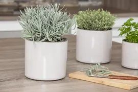 Lavandula angustifolia (Spijklavendel) - afbeelding 38