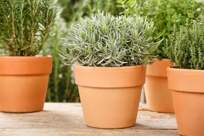 Lavandula angustifolia (Spijklavendel) - afbeelding 56