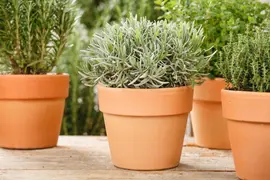 Lavandula angustifolia (Spijklavendel) - afbeelding 56