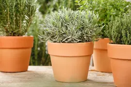 Lavandula angustifolia (Spijklavendel) - afbeelding 58