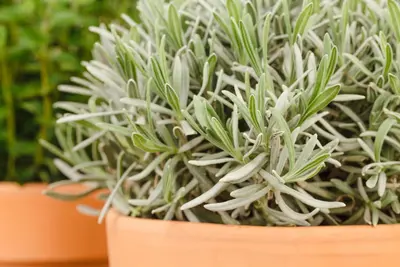 Lavandula angustifolia (Spijklavendel) - afbeelding 60