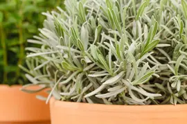 Lavandula angustifolia (Spijklavendel) - afbeelding 60