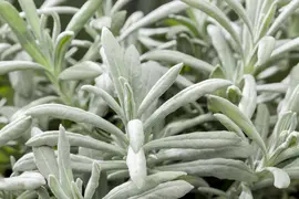 Lavandula angustifolia (Spijklavendel) - afbeelding 66