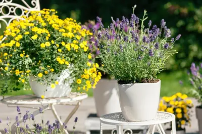 Lavandula angustifolia (Spijklavendel) - afbeelding 68