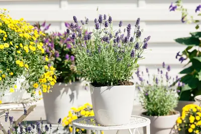 Lavandula angustifolia (Spijklavendel) - afbeelding 69