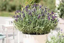 Lavandula angustifolia (Spijklavendel) - afbeelding 74