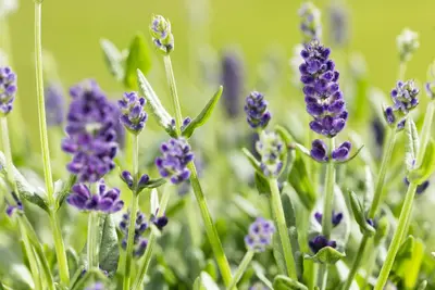 Lavandula angustifolia (Spijklavendel) - afbeelding 83