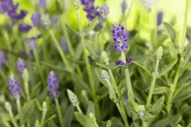 Lavandula angustifolia (Spijklavendel) - afbeelding 84
