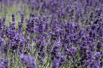 Lavandula angustifolia (Spijklavendel) - afbeelding 91