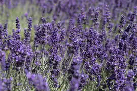 Lavandula angustifolia (Spijklavendel) - afbeelding 91