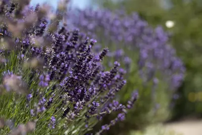 Lavandula angustifolia (Spijklavendel) - afbeelding 96