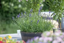 Lavandula angustifolia (Spijklavendel) - afbeelding 100