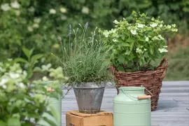 Lavandula angustifolia (Spijklavendel) - afbeelding 101