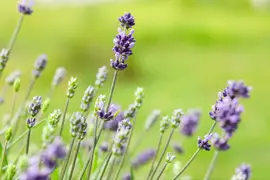 Lavandula angustifolia (Spijklavendel) - afbeelding 106