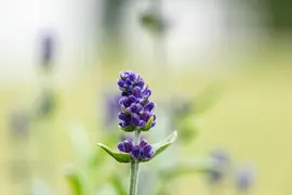 Lavandula angustifolia (Spijklavendel) - afbeelding 113