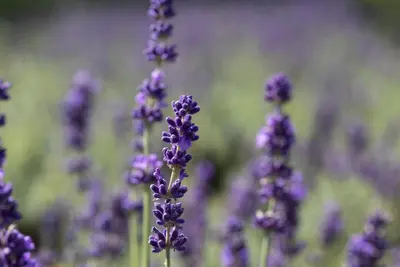 Lavandula angustifolia (Spijklavendel) - afbeelding 114