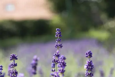 Lavandula angustifolia (Spijklavendel) - afbeelding 115