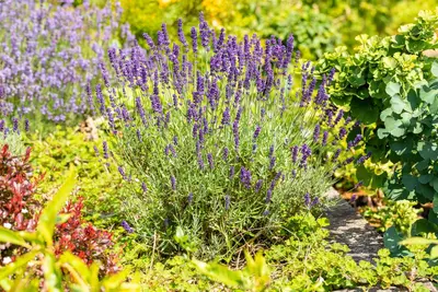 Lavandula angustifolia (Spijklavendel) - afbeelding 119