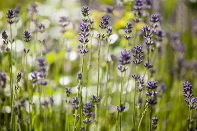Lavandula angustifolia (Spijklavendel) - afbeelding 12