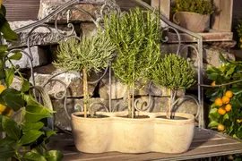 Lavandula angustifolia (Spijklavendel) - afbeelding 13