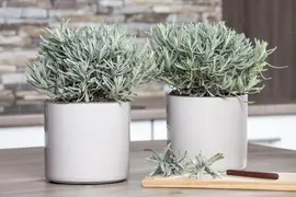Lavandula angustifolia (Spijklavendel) - afbeelding 31