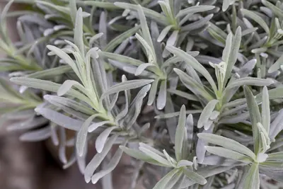 Lavandula angustifolia (Spijklavendel) - afbeelding 44
