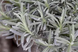 Lavandula angustifolia (Spijklavendel) - afbeelding 44