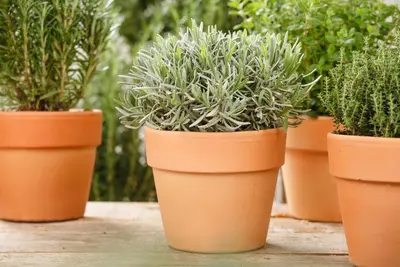 Lavandula angustifolia (Spijklavendel) - afbeelding 58