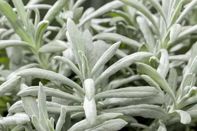 Lavandula angustifolia (Spijklavendel) - afbeelding 66