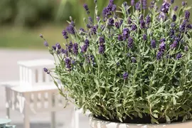 Lavandula angustifolia (Spijklavendel) - afbeelding 72