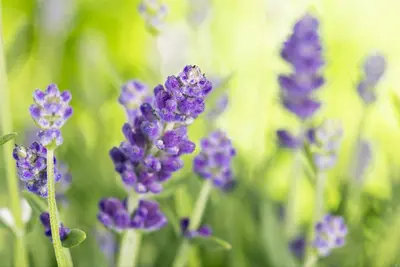 Lavandula angustifolia (Spijklavendel) - afbeelding 86