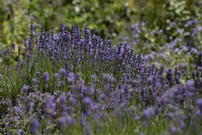 Lavandula angustifolia (Spijklavendel) - afbeelding 93