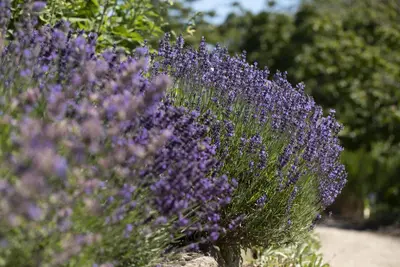 Lavandula angustifolia (Spijklavendel) - afbeelding 94