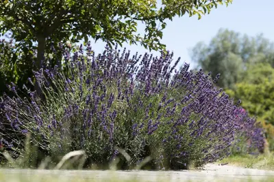 Lavandula angustifolia (Spijklavendel) - afbeelding 95