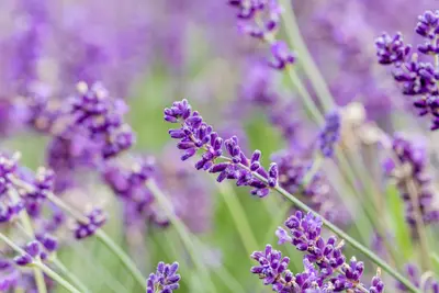 Lavandula angustifolia (Spijklavendel) - afbeelding 120