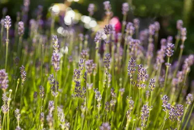 Lavandula angustifolia (Spijklavendel) - afbeelding 4