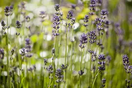 Lavandula angustifolia (Spijklavendel) - afbeelding 12
